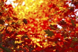 Golden October, autumn leaves, Germany