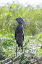 Shoebill (Balaeniceps rex) in the swamps of Mabamba between Papyrus, Lake Victoria, Uganda