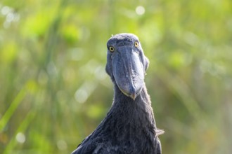 Funny animal portrait, shoebill (Balaeniceps rex) in the swamps of Mabamba, Lake Victoria, Uganda