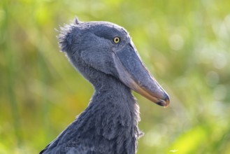 Shoebill (Balaeniceps rex) in the swamps of Mabamba, Lake Victoria, Uganda