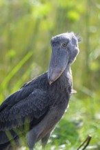 Shoebill (Balaeniceps rex) in the swamps of Mabamba, Lake Victoria, Uganda