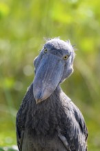 Funny animal portrait, shoebill (Balaeniceps rex) in the swamps of Mabamba, Lake Victoria, Uganda