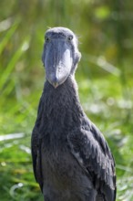 Animal portrait, Shoebill (Balaeniceps rex) in the swamps of Mabamba, Lake Victoria, Uganda