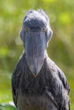 Serious animal portrait, shoebill (Balaeniceps rex) in the swamps of Mabamba, Lake Victoria, Uganda