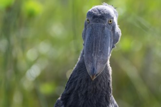 Animal portrait, Shoebill (Balaeniceps rex) in the swamps of Mabamba, Lake Victoria, Uganda