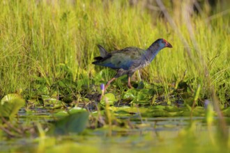 Emerald partridge (Porphyrio madagascariensis), walking on water lily pads, foraging, Mabamba