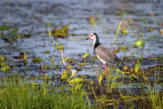 Long-toed Lapwing (Vanellus crassirostris), bird on the shore, Mabamba Swamp, Lake Victoria, Uganda