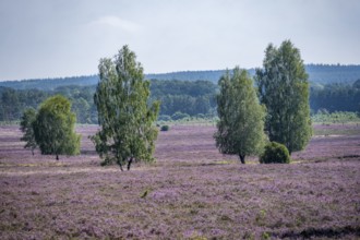 Purple flowering heath, broom heather and juniper bushes, Wilsede, Lüneburg Heath nature reserve,