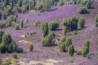 Purple flowering heath, broom heather and juniper bushes, in Totengrund, Wilsede, Lüneburg Heath