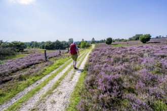 Hiker on a path through flowering heathland, heather and juniper bushes, Lüneburg Heath nature