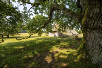 Old oak tree and historic sheepfold, Wilsede, Lüneburg Heath nature reserve, Lower Saxony, Germany
