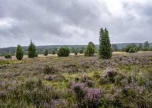 Purple flowering heath, broom heather and juniper bushes, Lüneburg Heath nature reserve, Lower