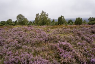 Purple flowering heath, broom heather and juniper bushes, Wilseder Berg, Lüneburg Heath nature