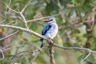 Senegal Kingfisher (Halcyon senegalensis) on a branch, Ziwa Rhino Sanctuary, Uganda