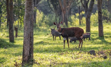 Cape bushbuck (Tragelaphus sylvaticus), Ziwa Rhino Sanctuary, Uganda