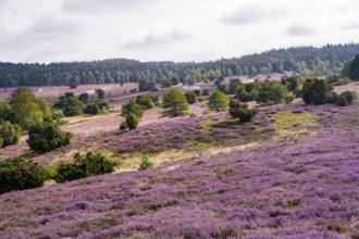 Purple flowering heath, heather and juniper bushes, Lüneburg Heath nature reserve, Lower Saxony,