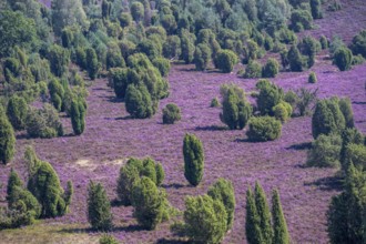 Purple flowering heath, broom heather and juniper bushes, in Totengrund, Wilsede Lüneburg Heath