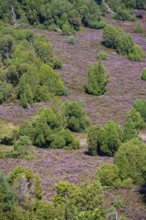 Purple flowering heath, broom heather and juniper bushes, in Totengrund, Wilsede Lüneburg Heath