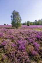 Purple flowering heath, heather and juniper bushes, Lüneburg Heath nature reserve, Lower Saxony,