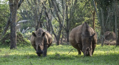 Two animals, Southern white rhinoceros (Ceratotherium simum simum), Ziwa Rhino Sanctuary, Uganda