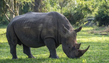Southern white rhinoceros (Ceratotherium simum simum), Ziwa Rhino Sanctuary, Uganda