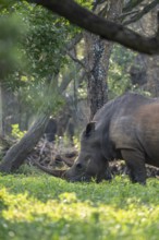 Southern white rhinoceros (Ceratotherium simum simum), Ziwa Rhino Sanctuary, Uganda