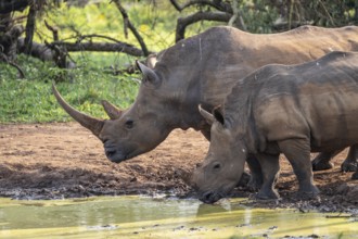Two animals at a waterhole, Southern white rhinoceros (Ceratotherium simum simum), Ziwa Rhino