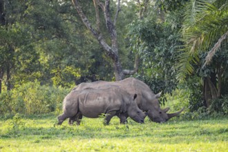 Two Southern white rhinoceros (Ceratotherium simum simum), Ziwa Rhino Sanctuary, Uganda