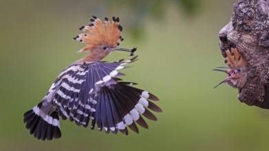 Hoopoe (Upupa epops) Bird of the Year 2022, male with food, prey, foraging, food for the young