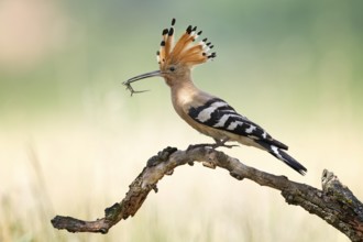Hoopoe (Upupa epops) Bird of the Year 2022, male, female, erect canopy, sunrise, interaction,