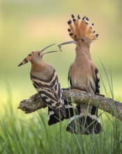 Hoopoe (Upupa epops) Bird of the Year 2022, male with food, prey, foraging, raised bonnet, sunrise,