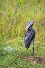 Shoebill (Balaeniceps rex), young bird standing in nest, Mabamba Swamp, Lake Victoria, Uganda