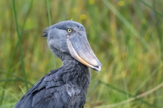 Shoebill (Balaeniceps rex), young bird, animal portrait, Mabamba Swamp, Lake Victoria, Uganda