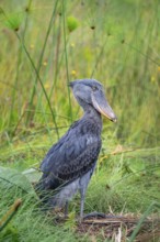 Shoebill (Balaeniceps rex), young bird kneeling in nest, Mabamba Swamp, Lake Victoria, Uganda