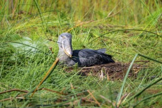 Shoebill (Balaeniceps rex), young bird sitting in nest, Mabamba Swamp, Lake Victoria, Uganda