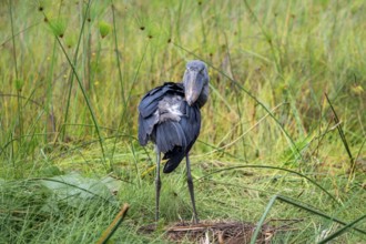 Shoebill (Balaeniceps rex), young bird grooming its feathers, Mabamba Swamp, Lake Victoria, Uganda