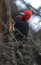 Magellanic Woodpecker (Campephilus magellanicus) male, Patagonia, South America