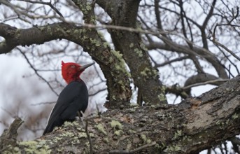 Magellanic Woodpecker (Campephilus magellanicus) male, Patagonia, South America