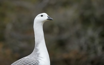 Magellanic goose (Chloephaga picta) male, Patagonia, South America
