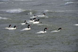 Black-necked swans (Cygnus melancoryphus), Patagonia, Chile, South America