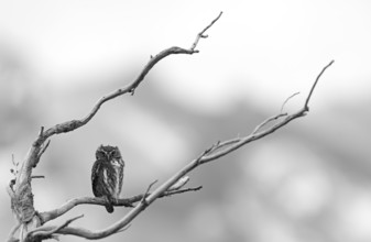 Patagonian Pygmy-owl (Glaucidium nanum), Araucanian Owl, Patagonian Pygmy-owl, Araucanian Owl,