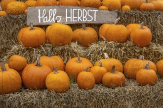 Several pumpkins on stacked straw bales with a sign 'Hello autumn', Münsterland, North