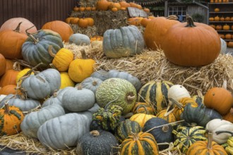 A colourful collection of pumpkins on straw bales, autumn atmosphere and rural scene, Münsterland,