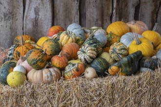 Pumpkins in various shapes and colours stacked on straw in front of a wooden wall, Münsterland,