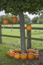 Autumn decoration with pumpkins and lanterns hanging in a tree, Münsterland, North