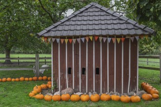 Small wooden building surrounded by pumpkins as decoration in a garden, Münsterland, North