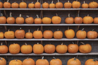 Shelf with Halloween pumpkins, Münsterland, North Rhine-Westphalia, Germany