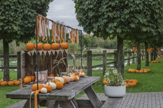 Autumnal decoration with pumpkins and ribbons on an outdoor wooden table between trees,