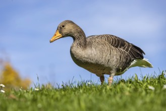 Nile Goose (Alopochen aegyptiaca) . Lake Max-Eyth, Stuttgart, Baden-Württemberg, Germany