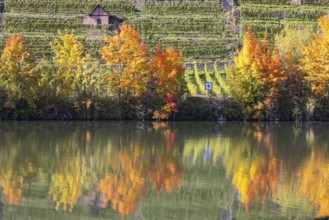 Autumn on the Neckar in Stuttgart. Vineyards of the Steinlage with colourful autumn leaves.